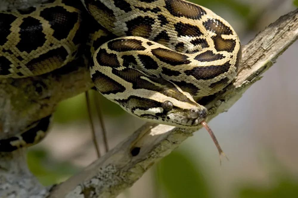 A serpente que foi símbolo de Deus